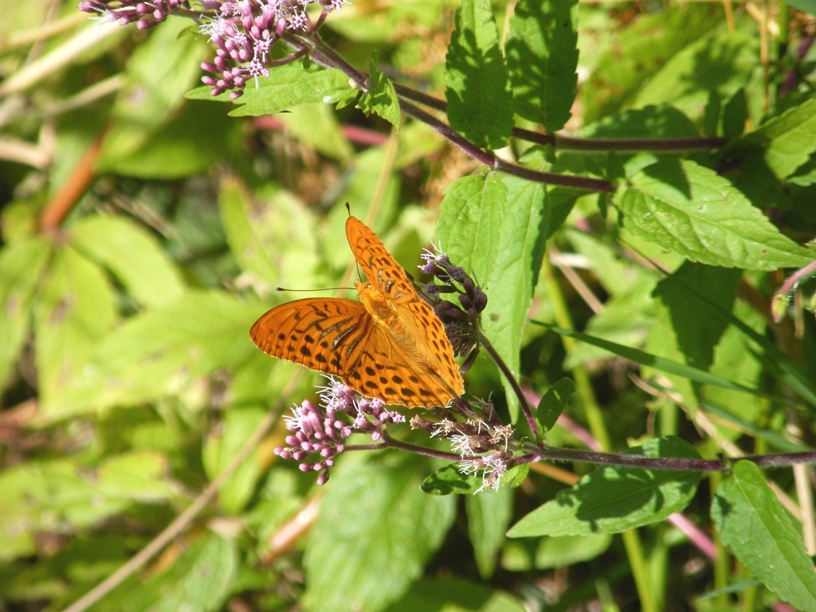 Argynnis (Argynnis) paphia